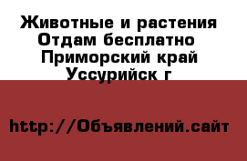 Животные и растения Отдам бесплатно. Приморский край,Уссурийск г.